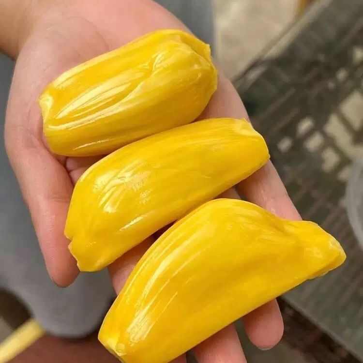 海南菠萝蜜现摘现发当天下单当天发货电商对接