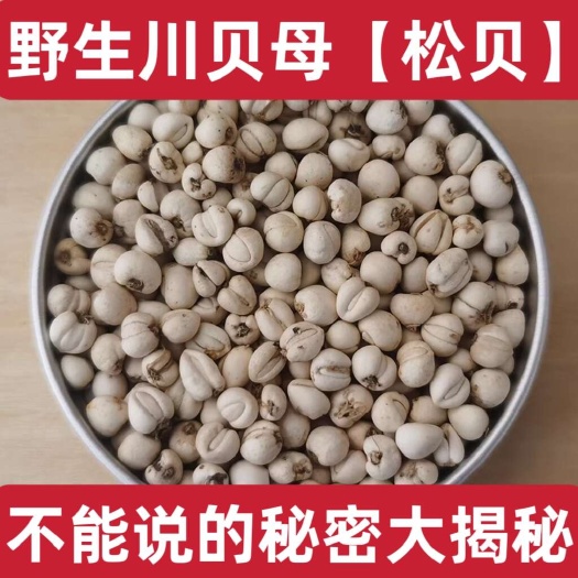 成都【四川发货】贝母川贝母松贝道地药材川贝母无硫不水洗原色包邮