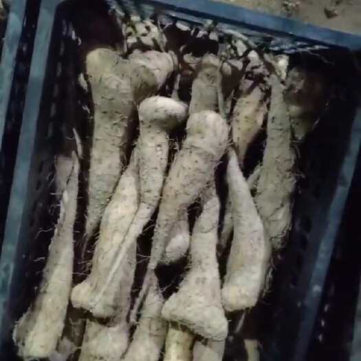 白玉豆苗