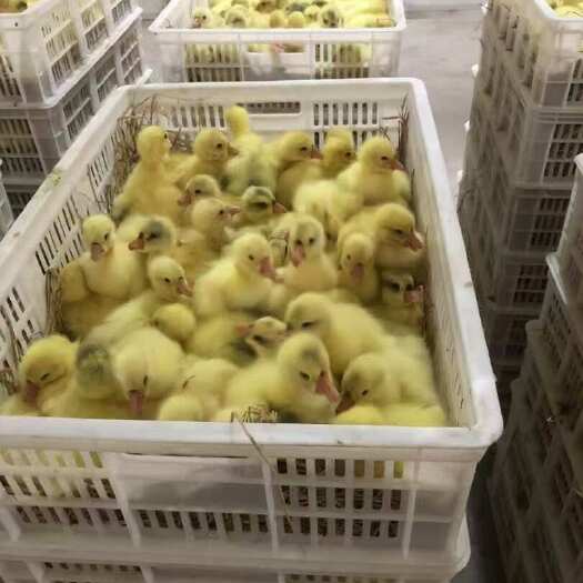 唐县三花鹅苗，大品种鹅苗