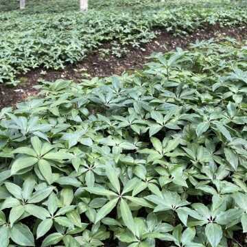 石棉县重楼苗  大量出售华重楼苗  质量保证