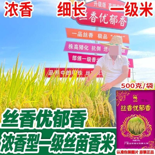 凯里市丝香优郁香一级香米水稻种子长粒香稻米质优饭好吃口感好稻种谷种