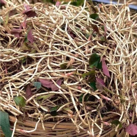普定县自己种植的贵州折耳根鱼腥草根白粗细均匀量大需要的老板来电联系