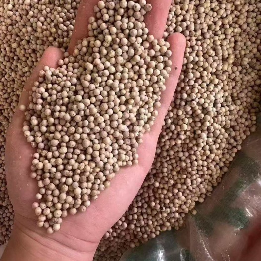玉林批发水洗白胡椒颗粒大饱满干净100斤一件量大价优行情随时波动