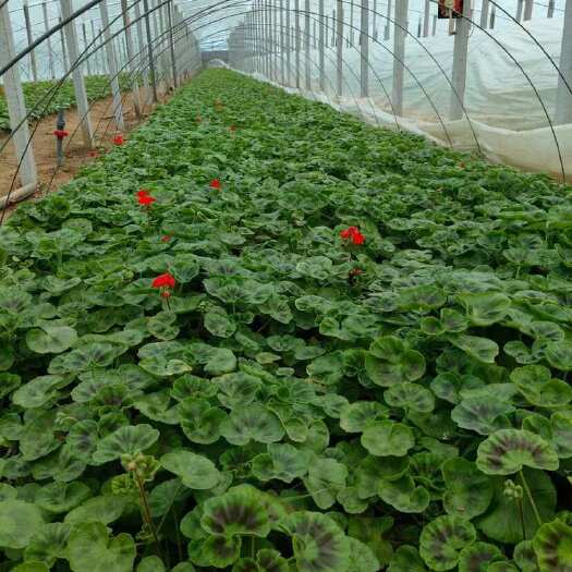 青州市天竺葵盆栽 苗木花草 山东青州直发 新鲜健壮 多彩缤纷
