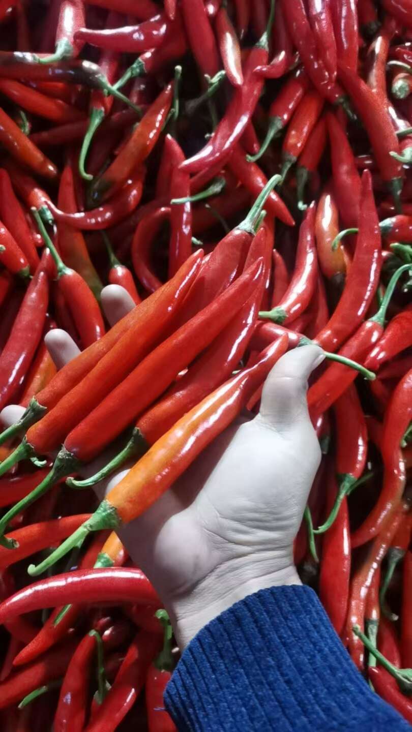 各种辣椒