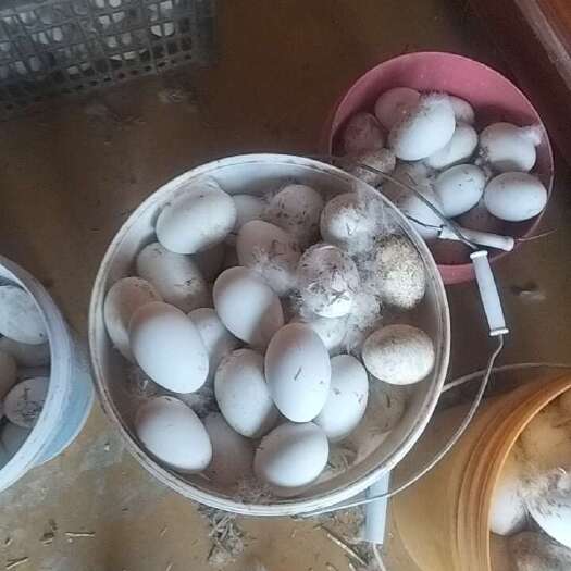商丘鲜鹅蛋，土鹅蛋