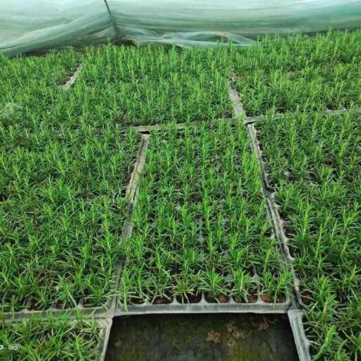 沛县新鲜可食用香草迷迭香小苗驱蚊驱虫净化空气耐旱耐寒植物