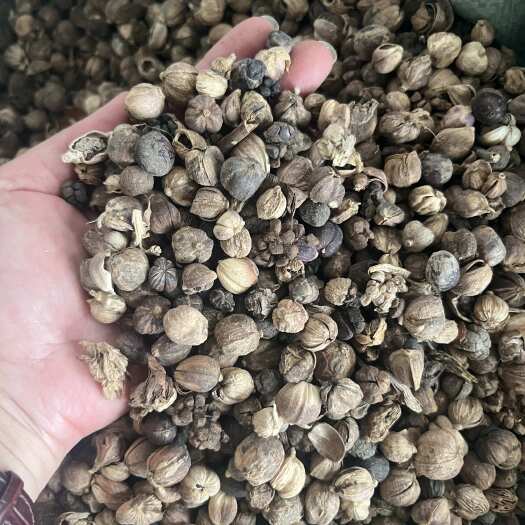玉林白豆蔻打粉料火锅料卤料香辛料批发450公斤