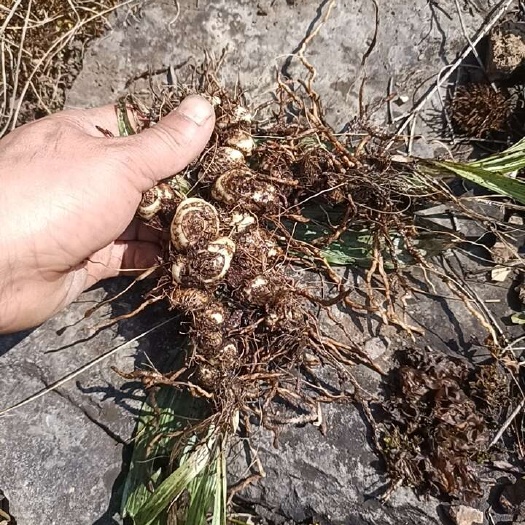 九子连环草