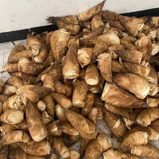 筠连县四川新鲜春笋毛竹笋农家现挖毛笋春笋时令蔬菜带壳笋子野生楠竹笋