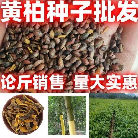 药材黄柏种子散装黄柏种子批发包邮论斤卖庭院田园种植黄柏种籽