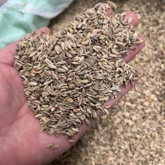 玉林批发小茴香颗粒饱满干净度佳香味浓郁香料卤料火锅料量大价优