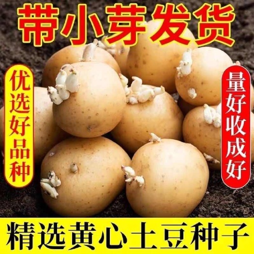 小土豆种子