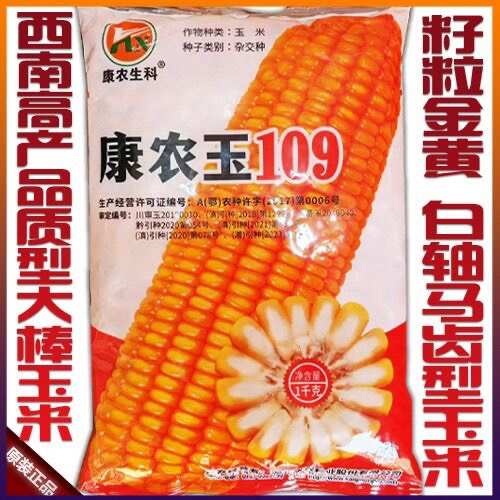 康农玉109高产杂交玉米种子大马牙粮食玉米种子包谷种南方玉米