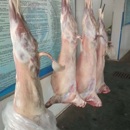 定州市羊肉 烤全羊 羊腔子 羊酮体 羊白条 批发 正规厂家手续齐全