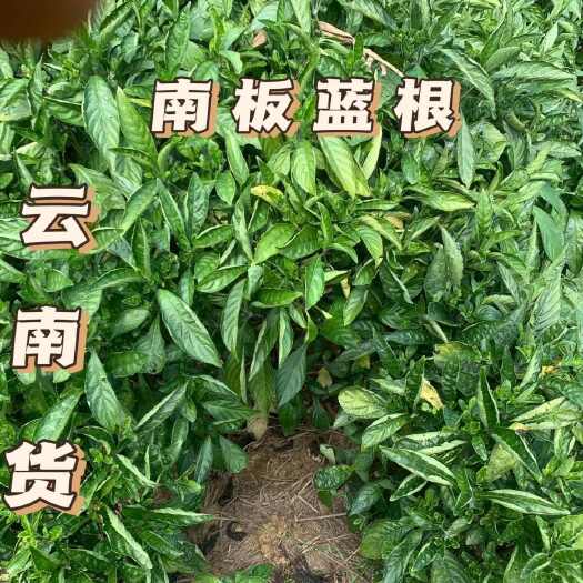 元阳县南板蓝根叶子新鲜大青叶中药材上半身蓝靛泥染料