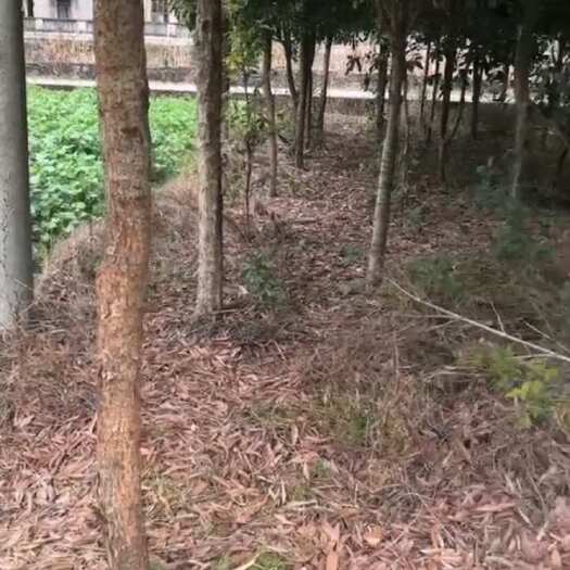 株洲楠木