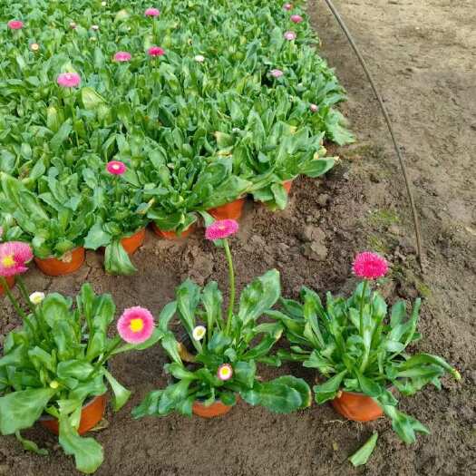青州市山东潍坊青州新鲜菊花雏菊花卉苗木盆栽基地直供花草绿植批发零售