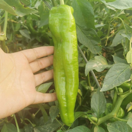 临沂鲜辣椒尖椒301大辣椒整车配货青椒按需包装