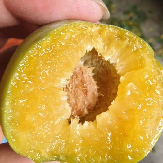 巴中晚熟蜂糖李子苗，晚熟密脆李子苗，