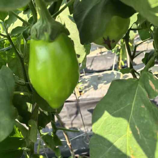 施甸县青茄高山反季节青茄子大量上市，产地直供现摘现发对接市场