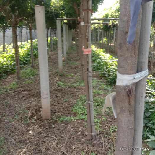 诸城市紫藤树