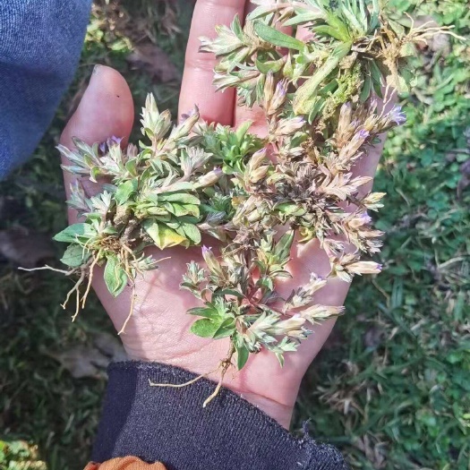楚雄市小龙胆草 利胆草