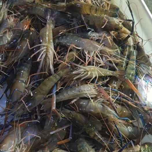 肇庆欢迎订购
