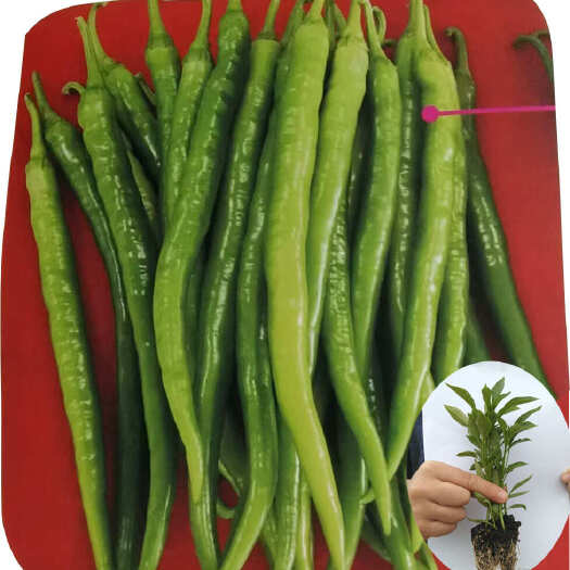 长沙长线椒，优质，高抗，丰产