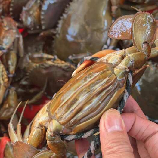 红膏蟹青蟹5两起