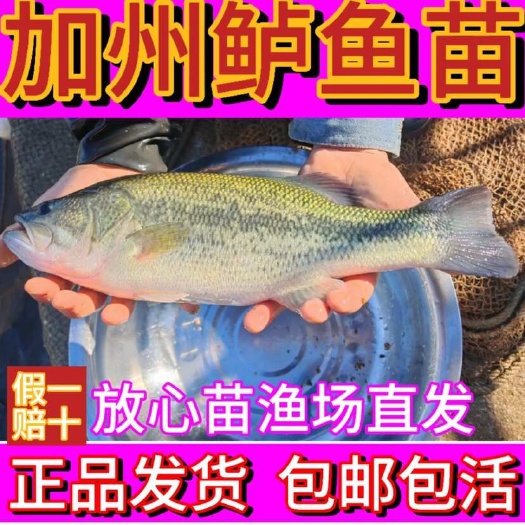 加州鲈鱼苗 广州直发 专业技术指导 包赔服务 送货上门