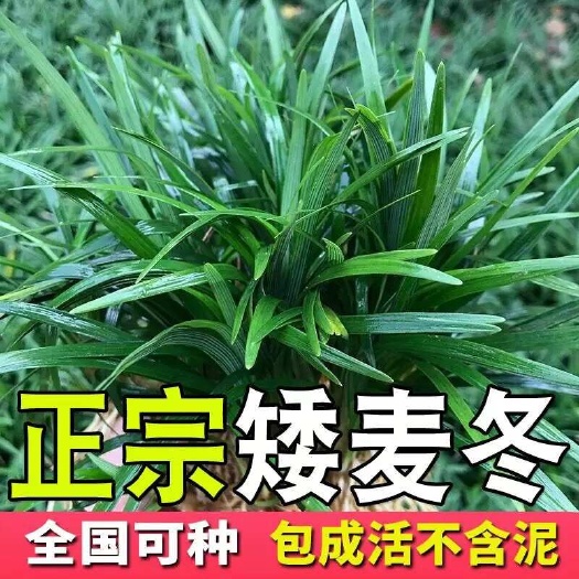 沭阳县矮生麦冬草苗玉龙草绿化植物耐寒耐旱四季常青、