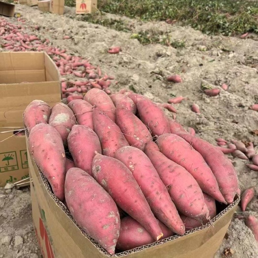 【广东西瓜红红薯】大量上市品质优，产地货源充足，一手精品货源