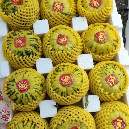 莘县花蕾甜瓜 产地专业代收 市场 商超 电商 团购 专业供应