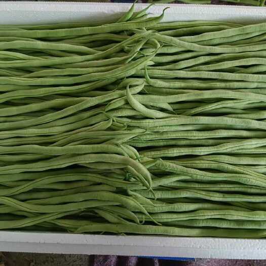 莘县精品芸豆