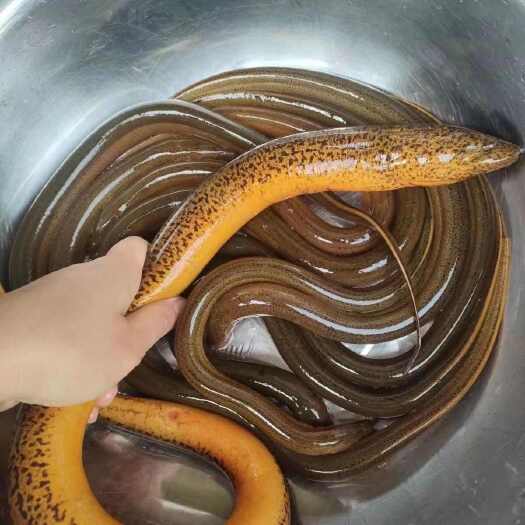 华容县黄鳝