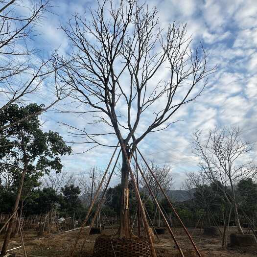 阳春市朴树苗木 乔木类绿化优选 广东阳江产地发货 品质好养护简单