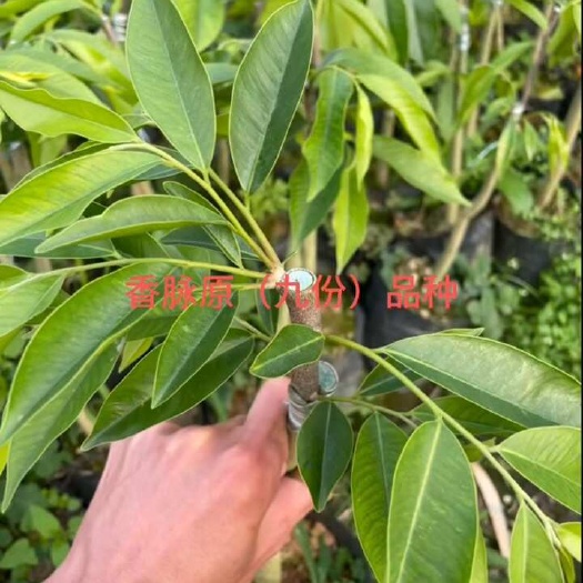 正品一代嫁接奇楠沉香树苗香脉奇楠苗内熟品种免打孔自然结香保真