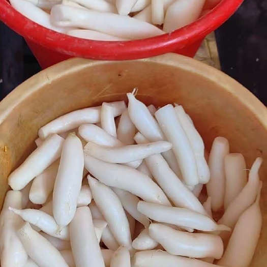 百色靖西珍珠小萝卜，承接工厂大量供应。