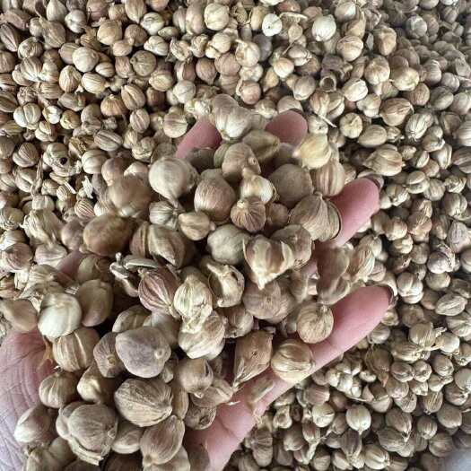 玉林批发白豆蔻个头均匀饱满度好色泽白净50斤一件量大优惠