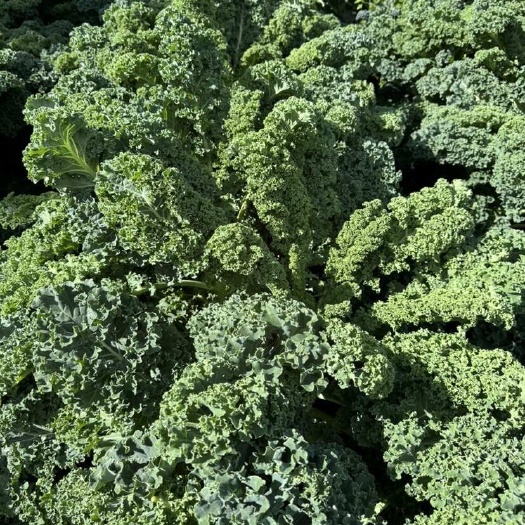 永清县羽衣甘蓝新鲜蔬菜 食用榨汁烤片健身轻食西餐沙拉蔬菜食材