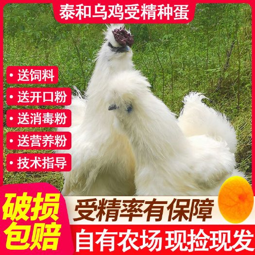 泰和县泰和乌鸡种蛋受精蛋种蛋乌骨鸡受精卵可孵化小鸡种蛋10枚邮