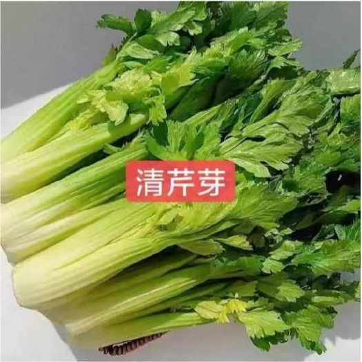 广州新鲜芹芽蔬菜芽苗产地直发当天发货水果青芹芽生吃蔬菜
