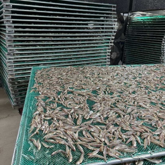 北海大型海鲜烘干厂，白帆鱼干，价格最低，量大的朋友，与我联系
