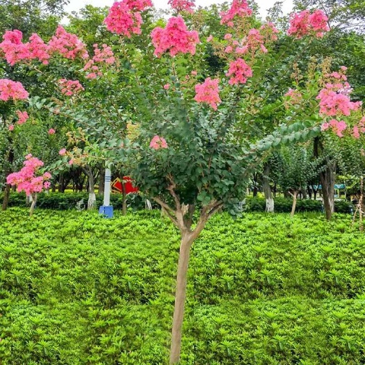 沭阳县紫薇树苗庭院路道绿化工程行道树红花百日红