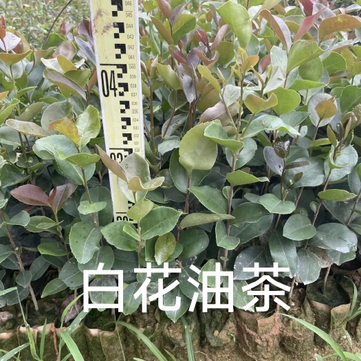 白花油茶苗