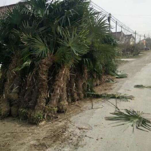 天长市棕榈树