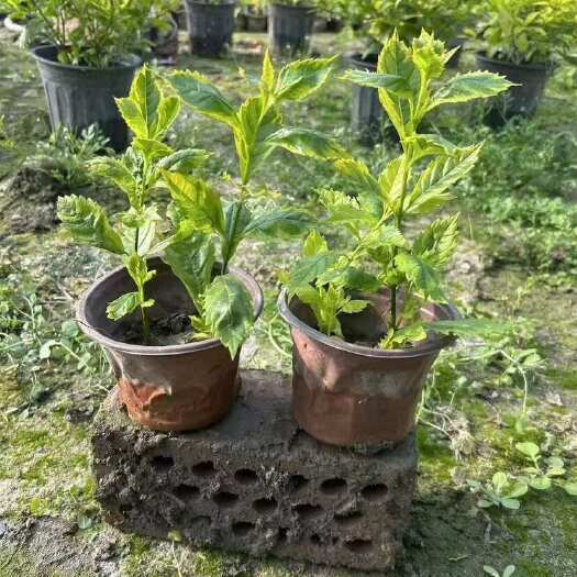 成都花叶假连翘杯苗冠幅30