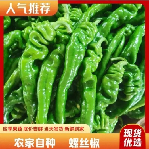 临高县海南临高露天精品螺丝椒大量上市，实力供货 质量保证！